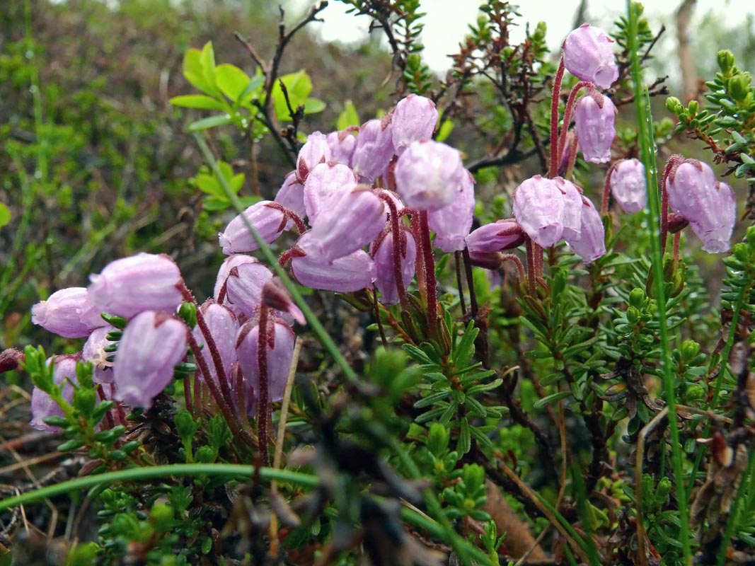 Blue Mountainheath